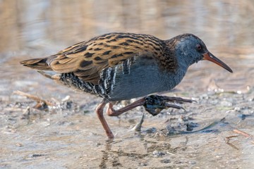 Water Rail bird, Rallus aquaticus eating dirt
