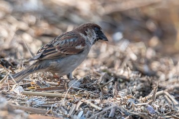sparrow on beach on pond