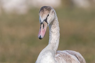 young swan on beach at lake