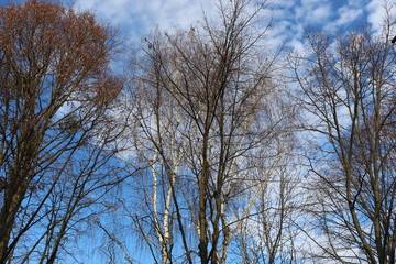 Trees without leaves look beautiful against a blue spring sky with clouds