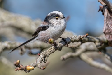 long tailed tit bird on tree