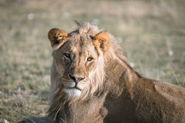 Fototapeta na wymiar cute lion