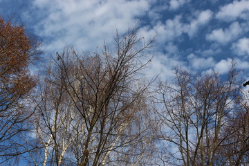 Trees without leaves look beautiful against a blue spring sky with clouds