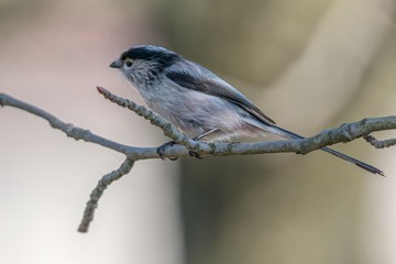 long tailed tit bird on tree