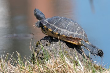 cute turtles rest at sun on pond