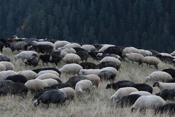herd of sheep in green meadow. artvin/turkey