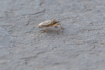 little badbug in the street