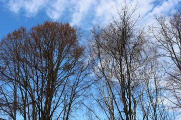 Trees without leaves look beautiful against a blue spring sky with clouds