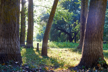 Trunks of beautiful poplar trees in the forest in bright sunlight at sunset