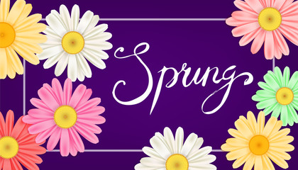 Hello Spring banner. Hand drawn lettering. Background with chamomile, daisy. Spring Time template, flyer, posters, brochure. Happy spring Day. Fashionable styling. Flower vector isolated
