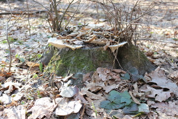 White tree fungus grows on a stump in the spring forest