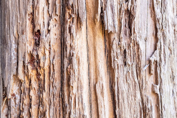Old rustic wood texture background
