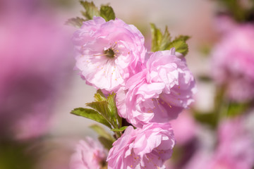 Blossoming pink flower background, natural wallpaper. Flowering almond branch in spring, macro image with copyspace and beautiful bokeh