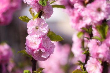 Fototapeta premium Blossoming of almond pink flowers in spring time, natural seasonal floral background with copyspace