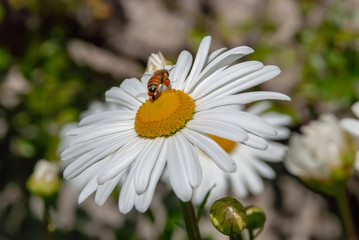 Obraz premium Close-up of bee on white daisy flowers grown at meadow