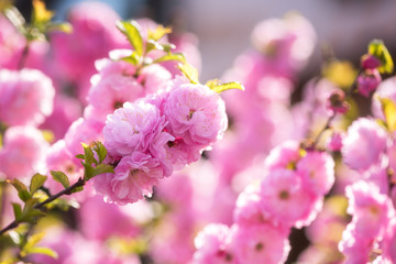 Fototapeta na wymiar Blossoming pink flower background, natural wallpaper. Flowering almond branch in spring, macro image with copyspace and beautiful bokeh