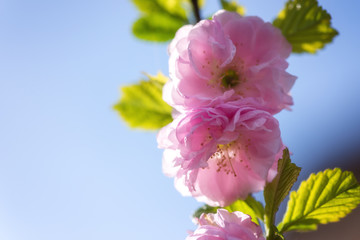 Blossoming pink flower background, natural wallpaper. Flowering almond branch in spring, macro image with copyspace and beautiful bokeh