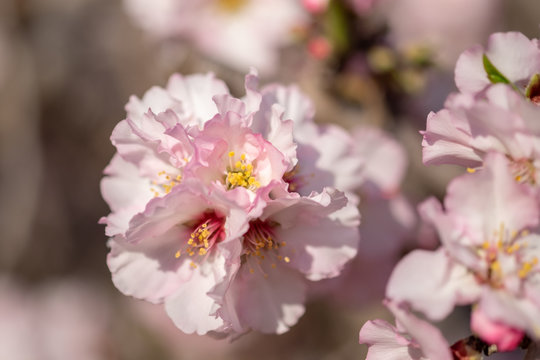 Close-up photo of pink white almond tree flowers