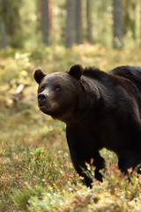 Obraz na płótnie Canvas brown bear close-up in forest