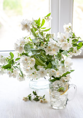 Jasmine fragrance flower