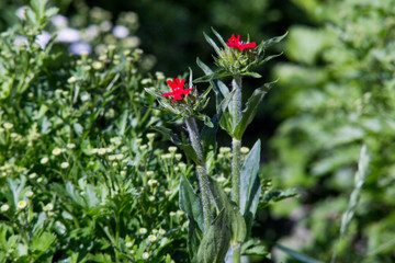 Flores asilvestradas