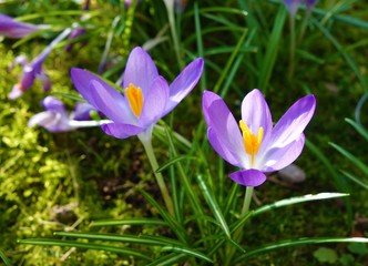 crocus in spring