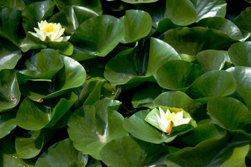 Flor de lotus en los jardines de la Alhambra