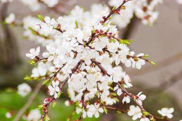 Branch of the blossoming apricot on a blurred background