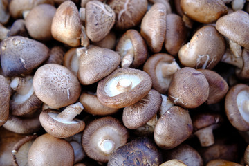 Fresh mushrooms on market closeup photo