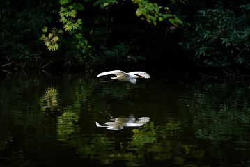 Obraz premium Great egret flies above a dark pond with its reflection.