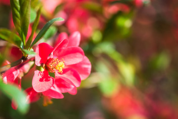 Fototapeta na wymiar Blossoming red flower background, natural wallpaper. Flowering chaenomeles branch in spring, macro image with copyspace and beautiful bokeh