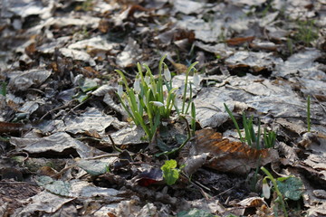  The first spring flowers - snowdrops bloomed in the forest