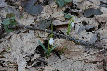  The first spring flowers - snowdrops bloomed in the forest