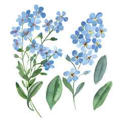 Watercolor gentle blue flowers of forget-me-not with green leaves on white background. - 252792931