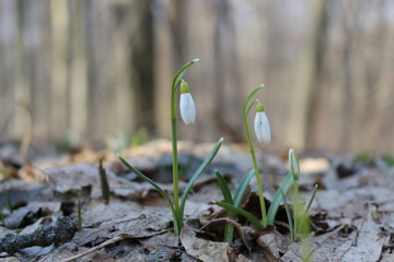  The first spring flowers - snowdrops bloomed in the forest