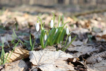  The first spring flowers - snowdrops bloomed in the forest