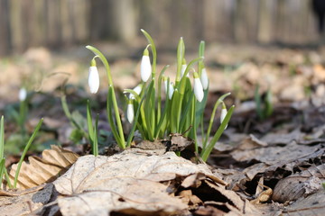  The first spring flowers - snowdrops bloomed in the forest