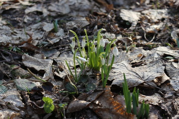  The first spring flowers - snowdrops bloomed in the forest
