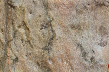 bark of a tree background