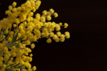 Yellow mimosa buds on dark brown background.