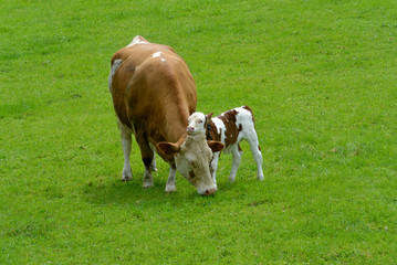 Braune Kuh mit wenige Tage altem Kalb auf grüner Wiese
