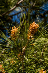 pine tree blossom on branch