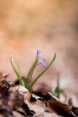 Cute purple flowers in the forest, spring time, hepatica
