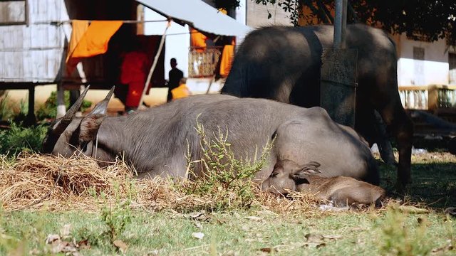 water buffalo lied down grazing in a field and buffalo calf getting the sun on the side