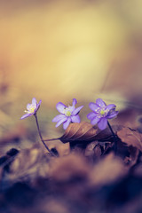 Cute purple flowers in the forest, spring time, hepatica