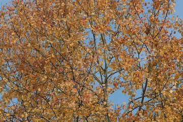 Autumn forest and village photos/savsat/artvin turkey 