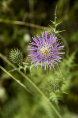 delicate flower of wild thistle