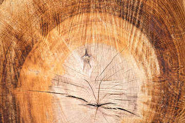Wooden cut texture, closeup
