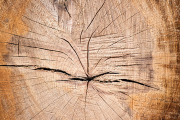 Fototapeta premium Wooden cut texture, closeup
