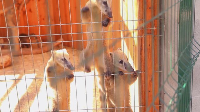 The South American coati is eating from a hand, Caged coati, coati feeding, cheerful coati